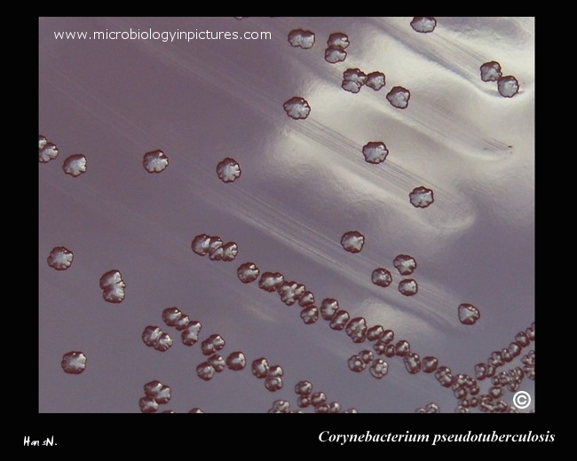 C.pseudotuberculosis colonies on blood agar